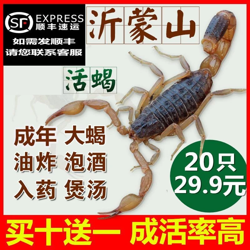 沂蒙山野性十足全蝎蝎子活体全虫煲汤入药油炸泡酒食用药用活蝎子
