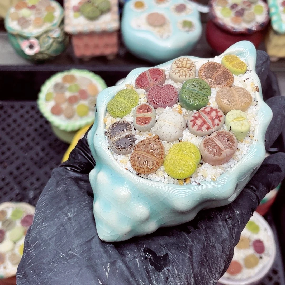 生石花满18包邮1014-261