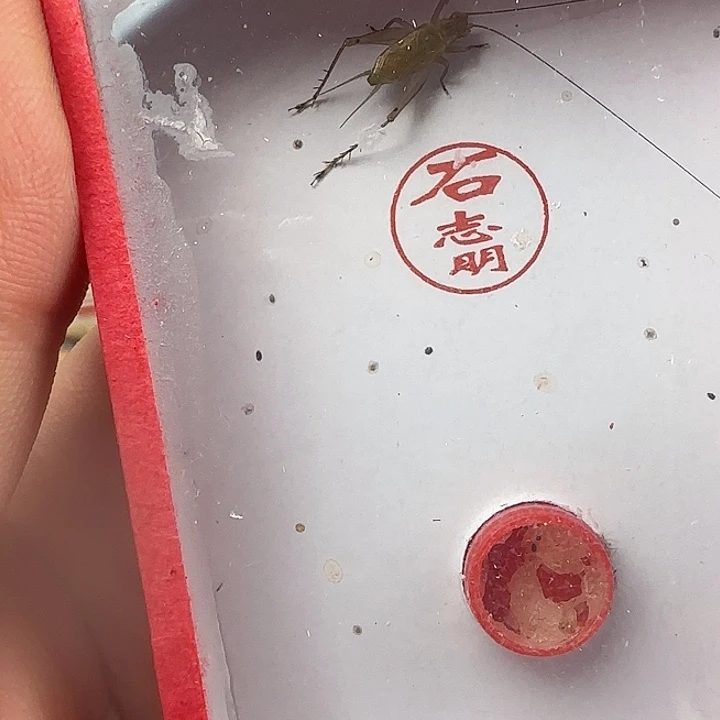 蟋蟀老虎……大黄蛉一只…………