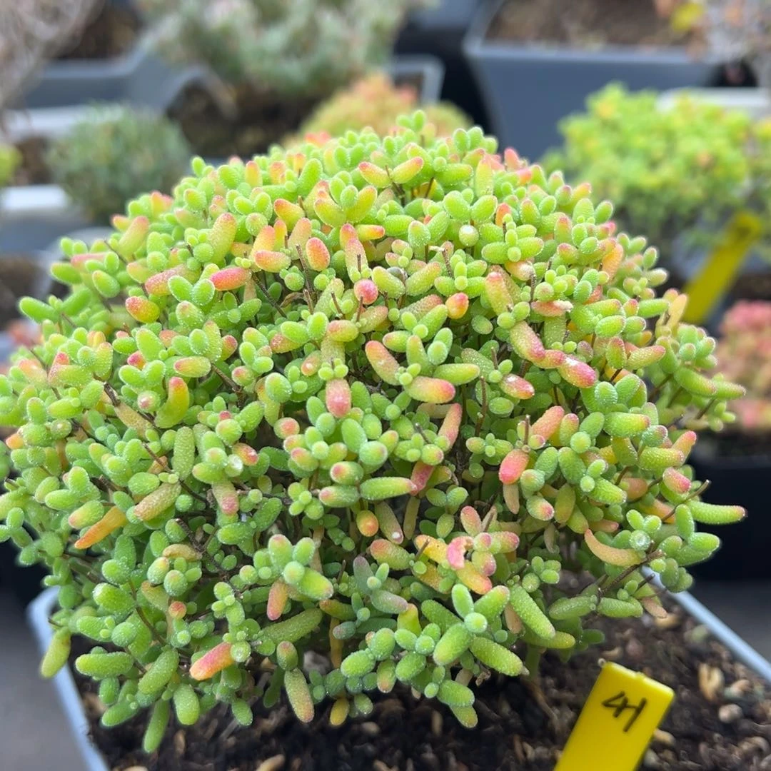蜜橘糖球41号12cm盆