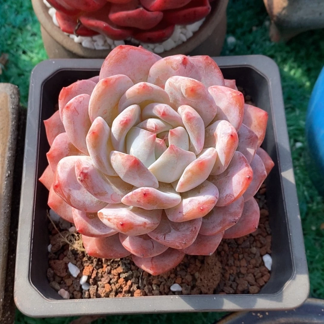 梦***现梦想橙梦露多肉植物盆栽