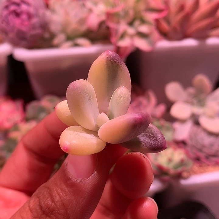 蛋黄奶锦锦锦锦锦