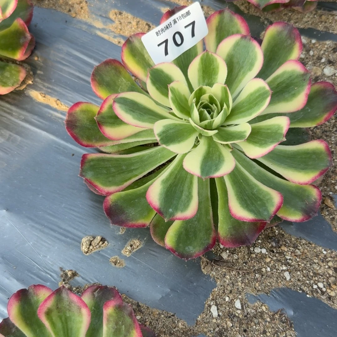 L***p707海棠。多肉植物