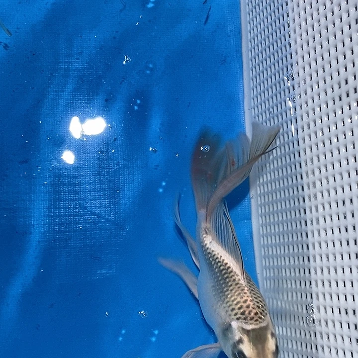 锦鲤锦鲤包邮包售后