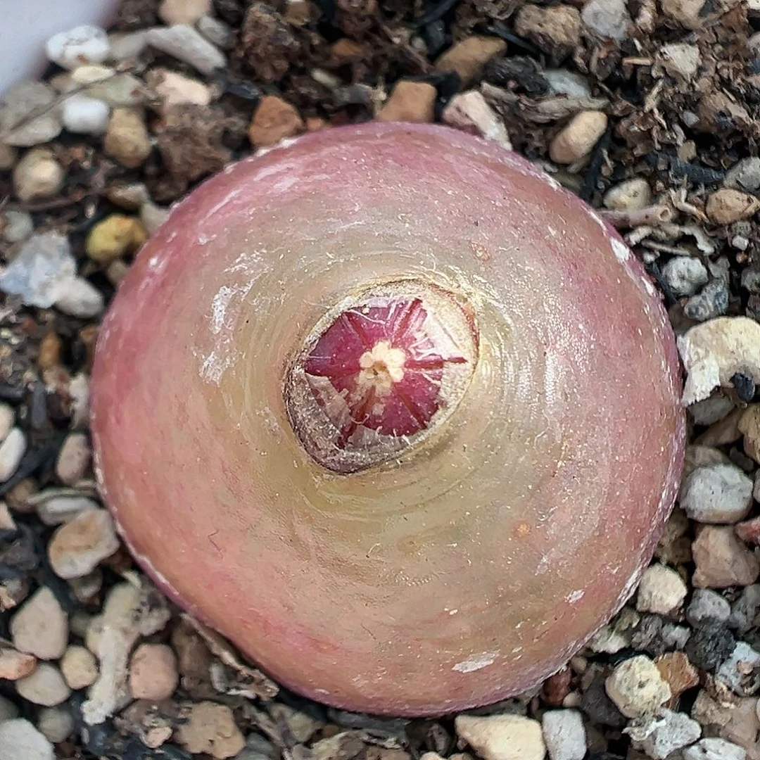 497灯泡2.5厘米带盆土发货