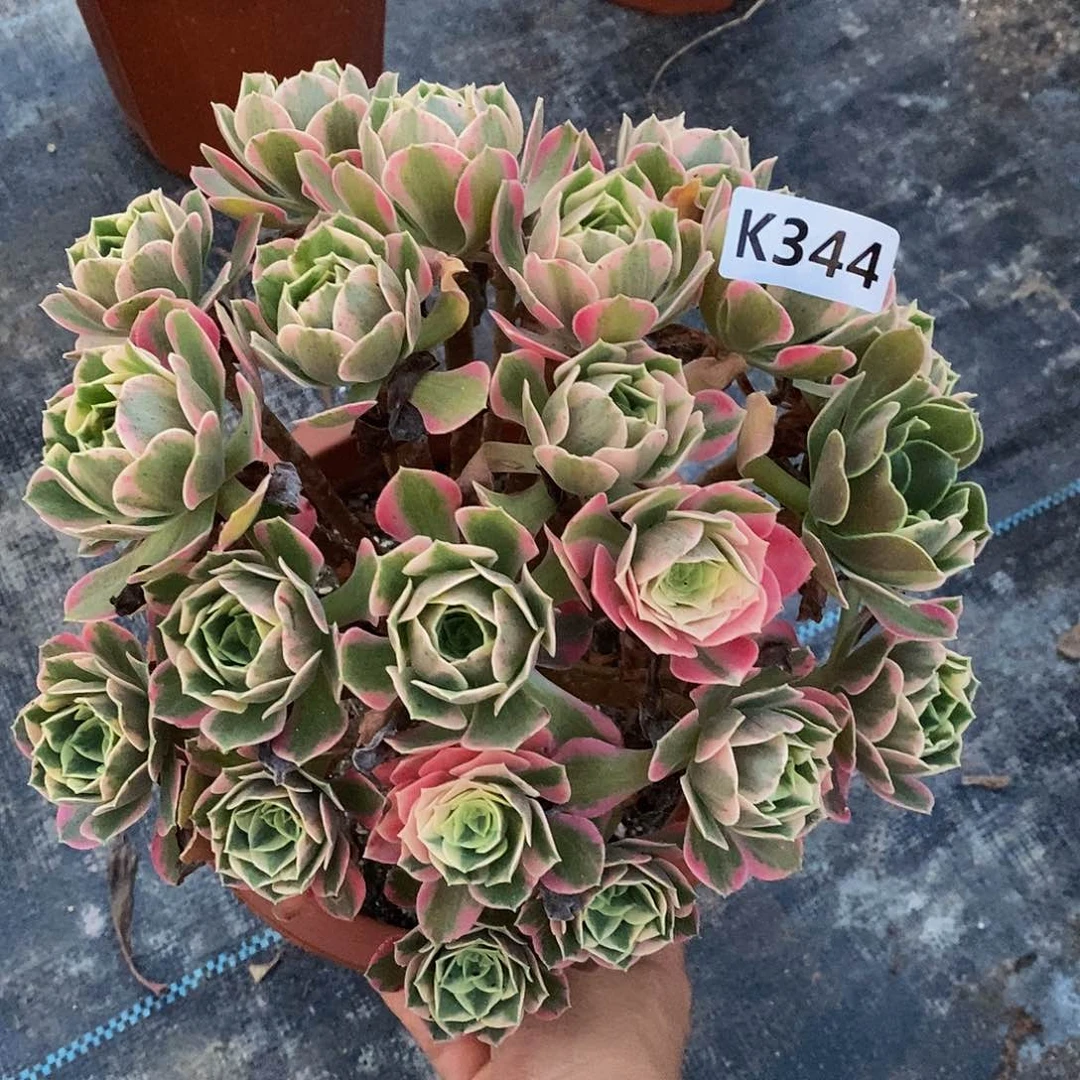 344粉女妖555555丛林