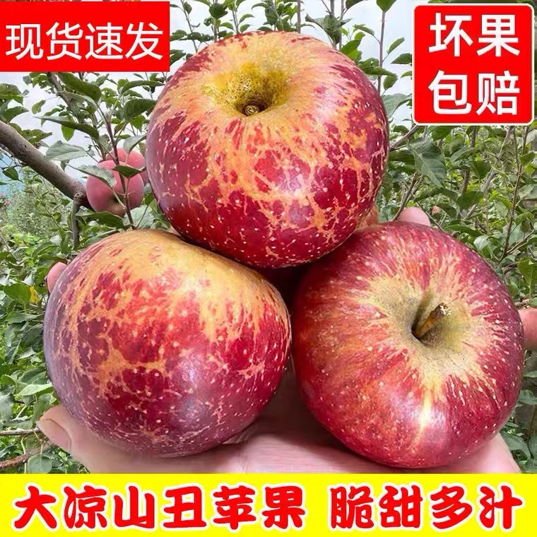 四川大凉山盐源丑苹果冰糖心苹果 5斤/8斤装现摘现发 新鲜水果
