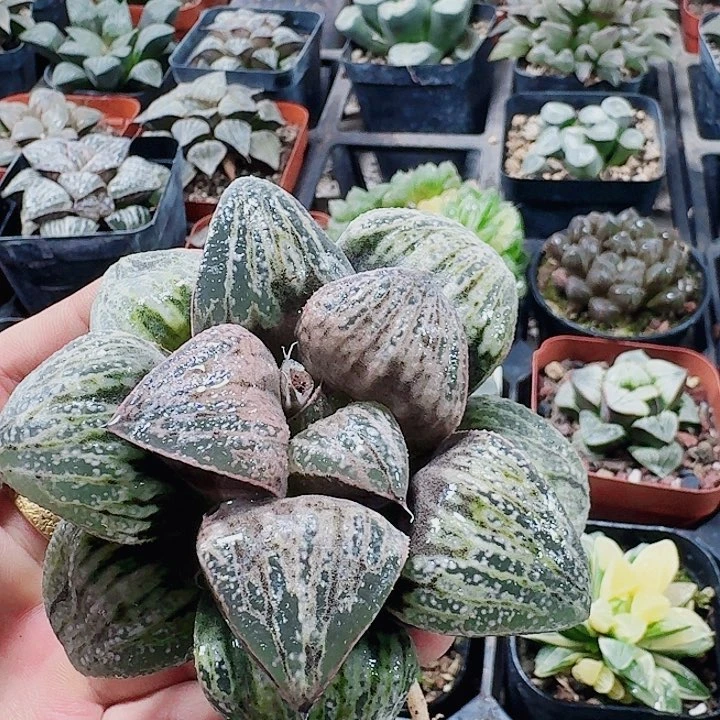 无花朵十二卷 银后母本 福利