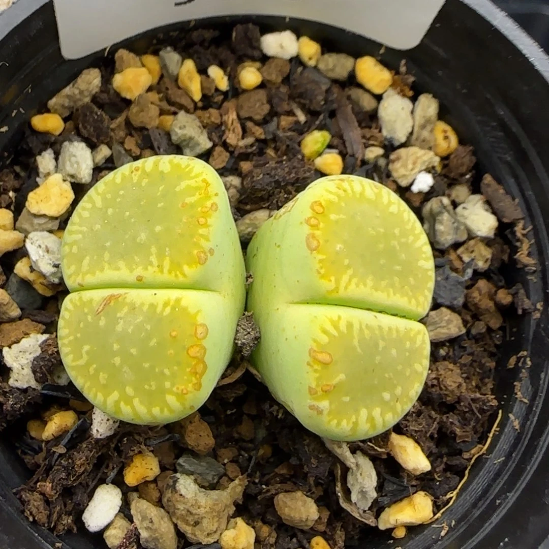 9435。默认脱土。18包邮。偏远88包邮