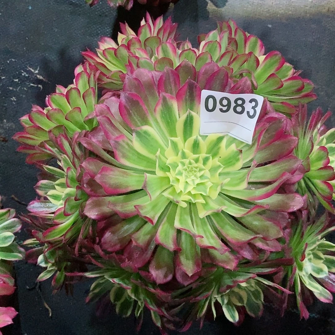 红陶0983天河多肉333
