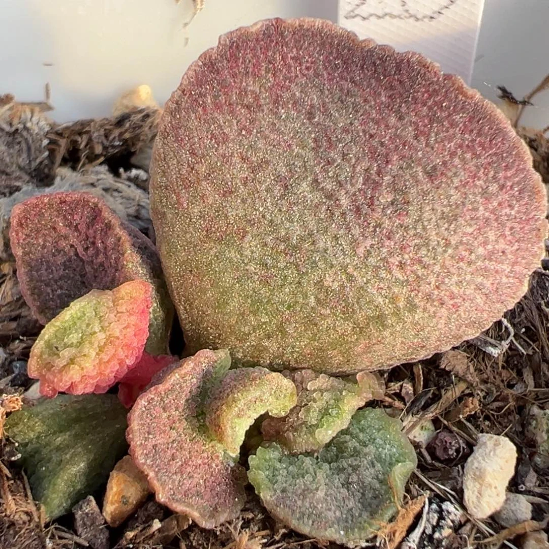 实生新品大苗多肉植物