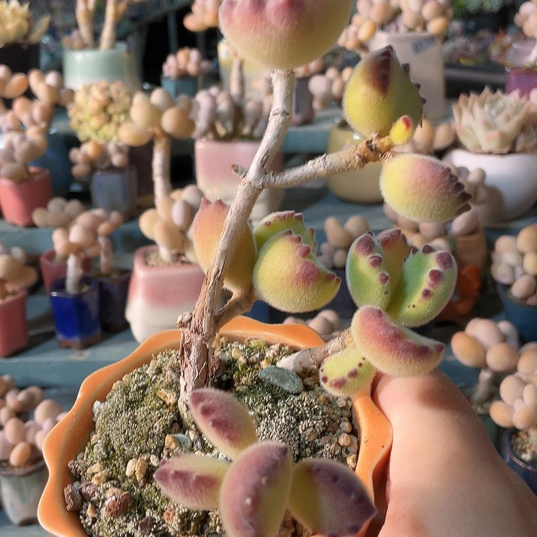 桃****多肉植物的生长发育