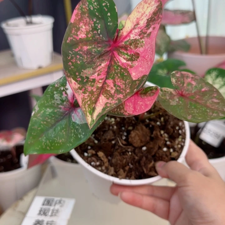 无花朵泰彩Q5551…