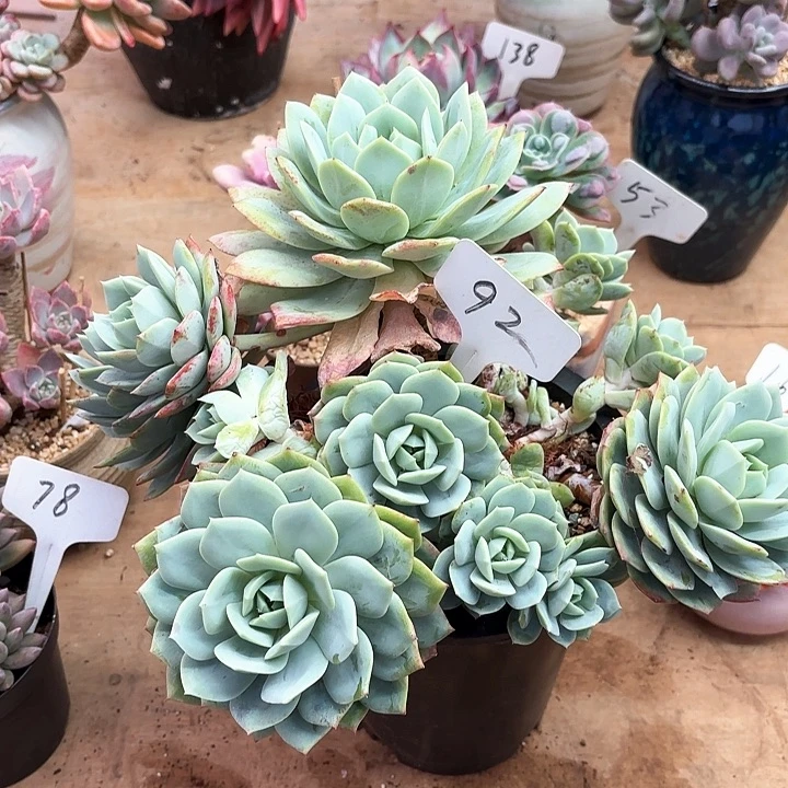 多肉植物，恋曲92号