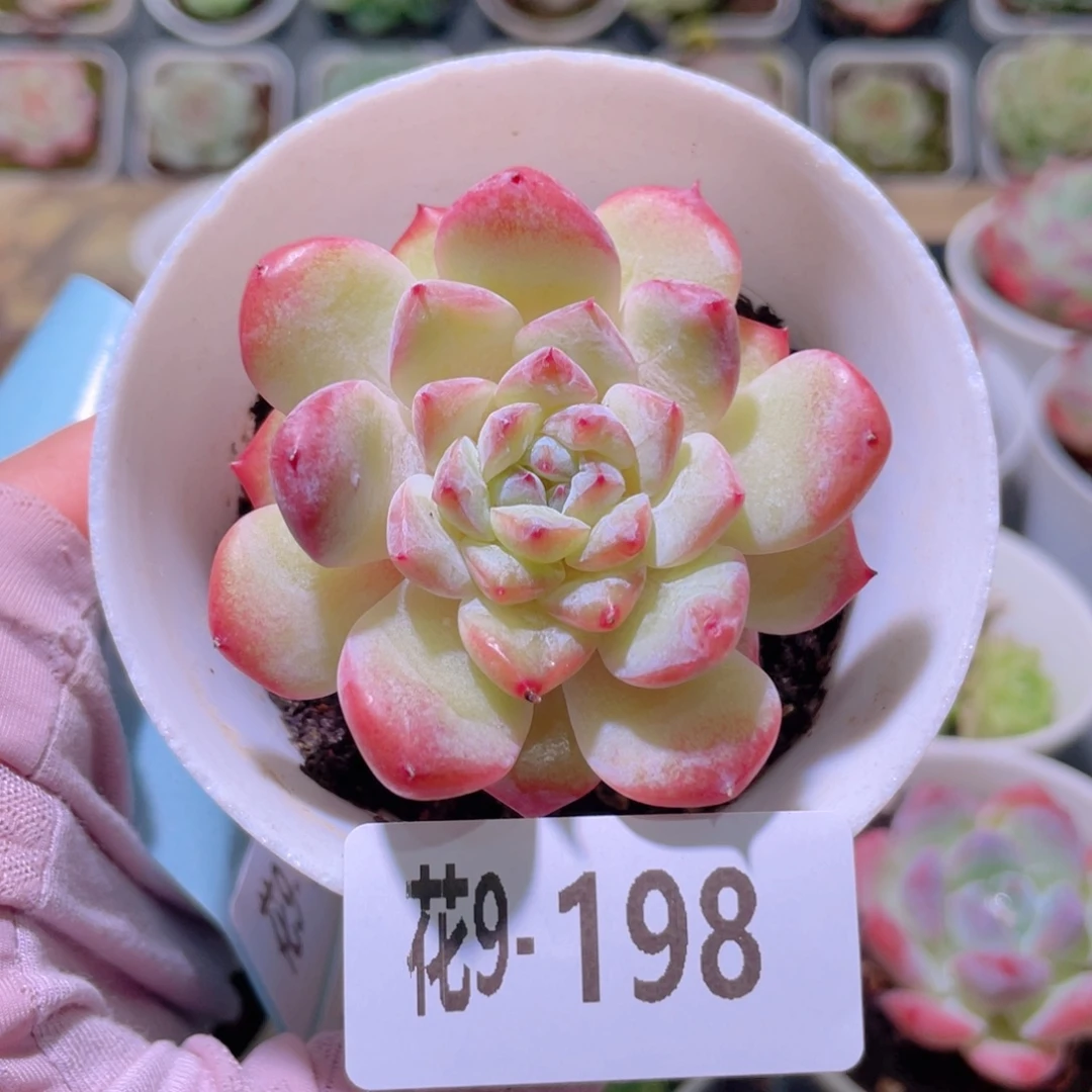 花利美9-198新品单头