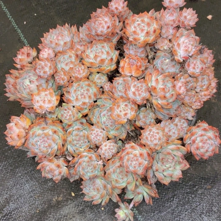 友家多肉一物一拍