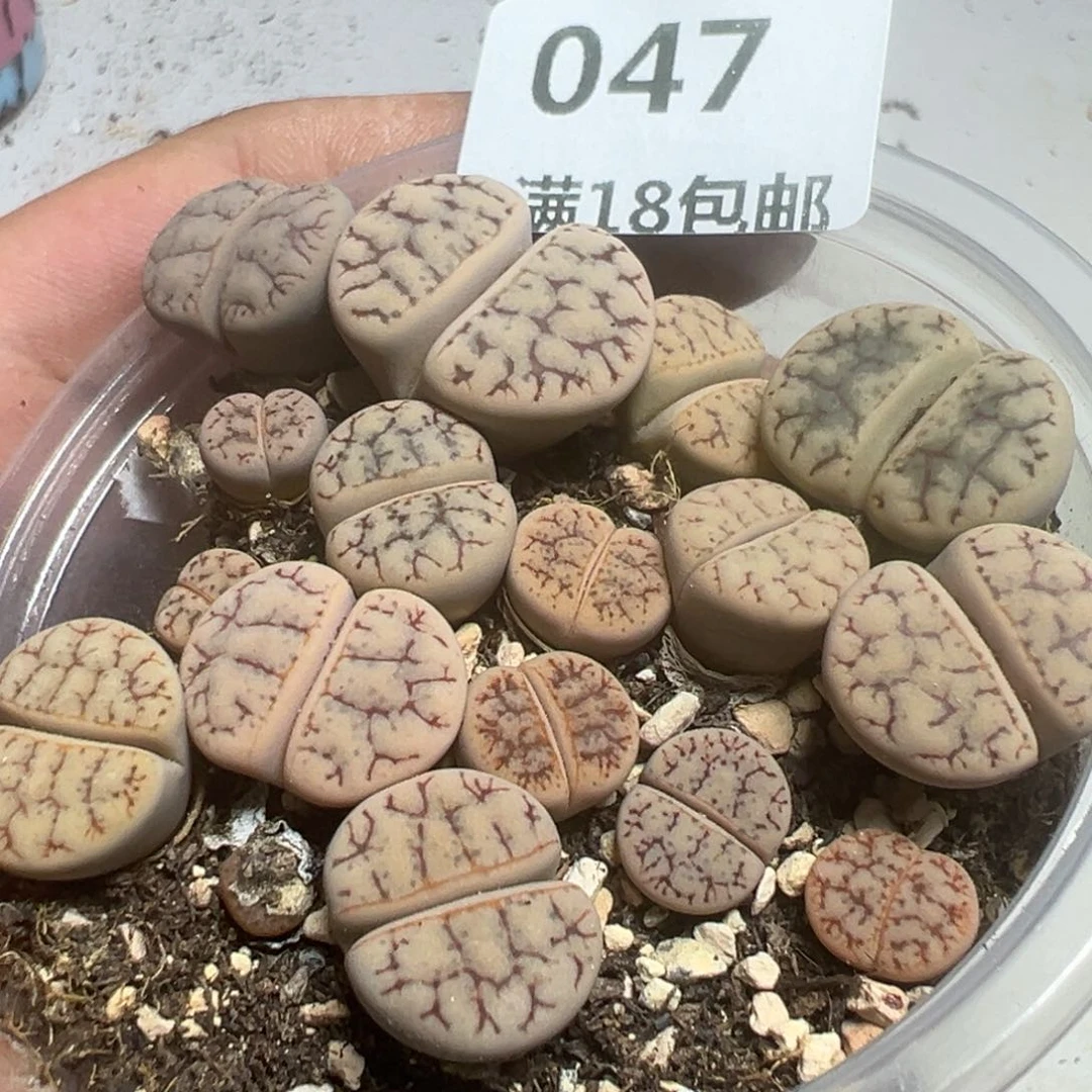 【闪购商品】 047。