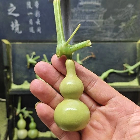 、***w天津嘴儿咕噜咕噜