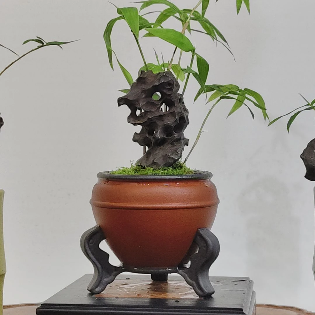 无花朵盆景，凤尾竹，太湖石