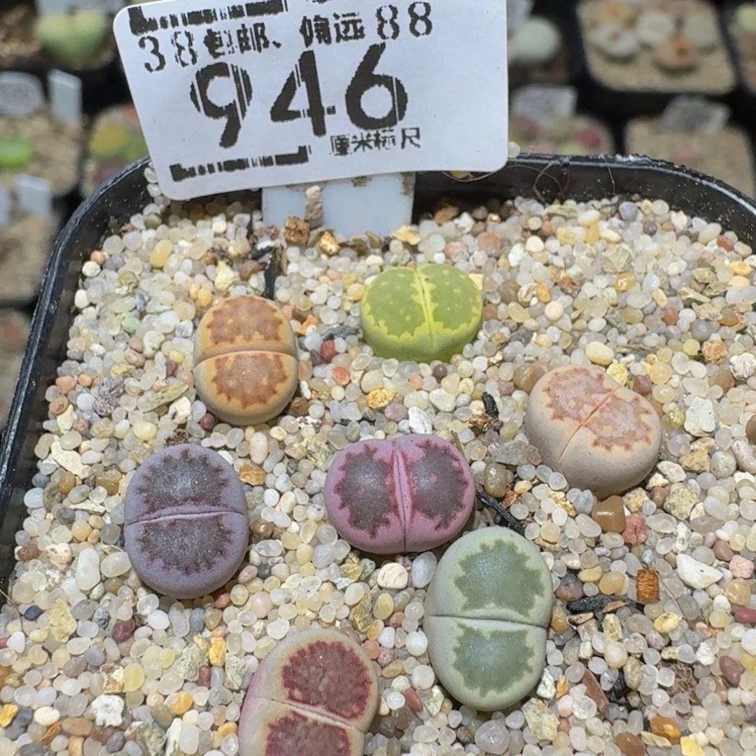 Ssss精品生石花946