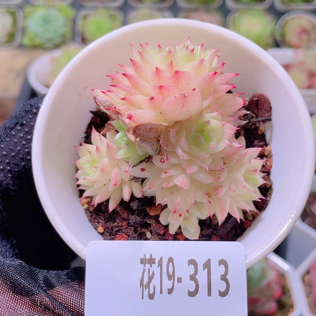 花利美19-313麦秆