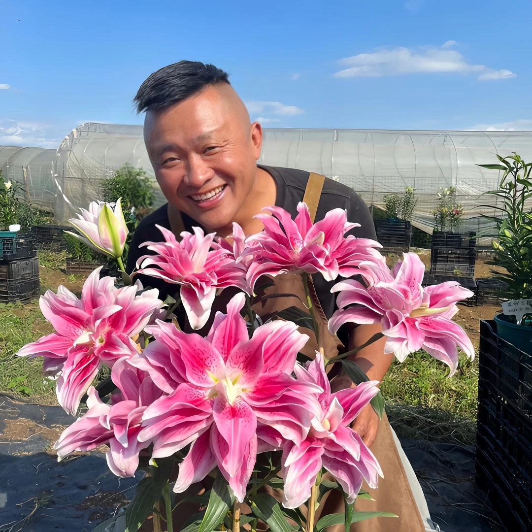 2店小球四季可种《伊莎贝拉12/14》1颗进口重瓣香水百合种球