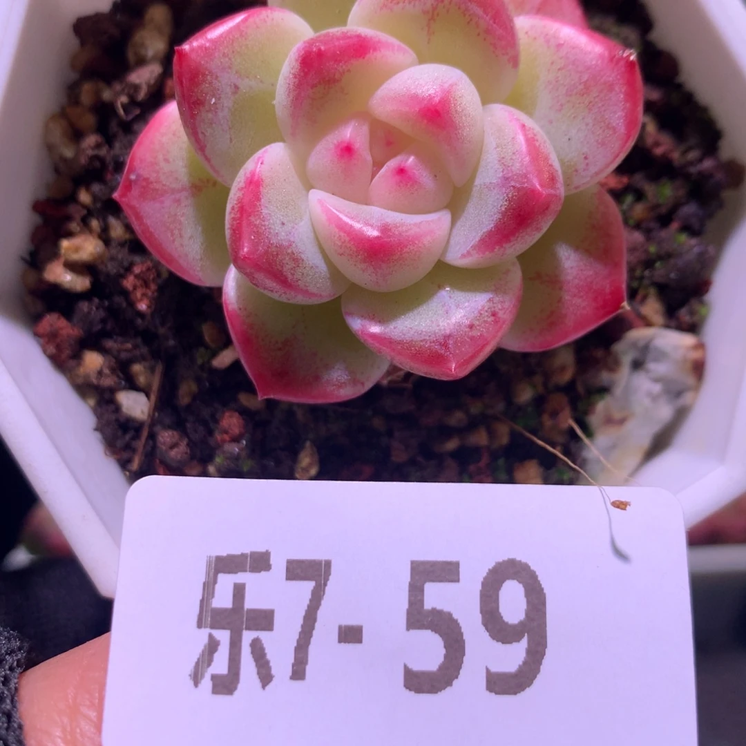 乐然 7-59 精选糖心