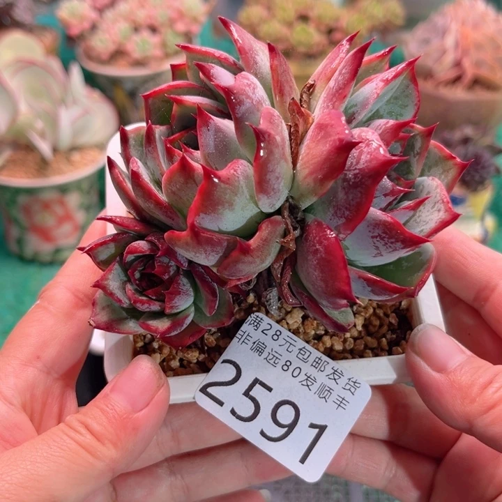 大2591（xbcbvvvbbnj