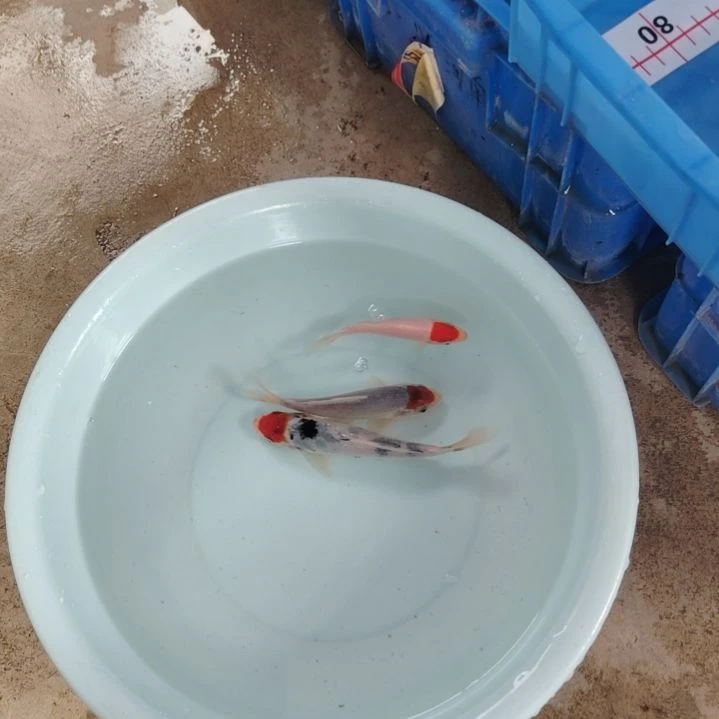 海水顺丰包邮开箱包活1