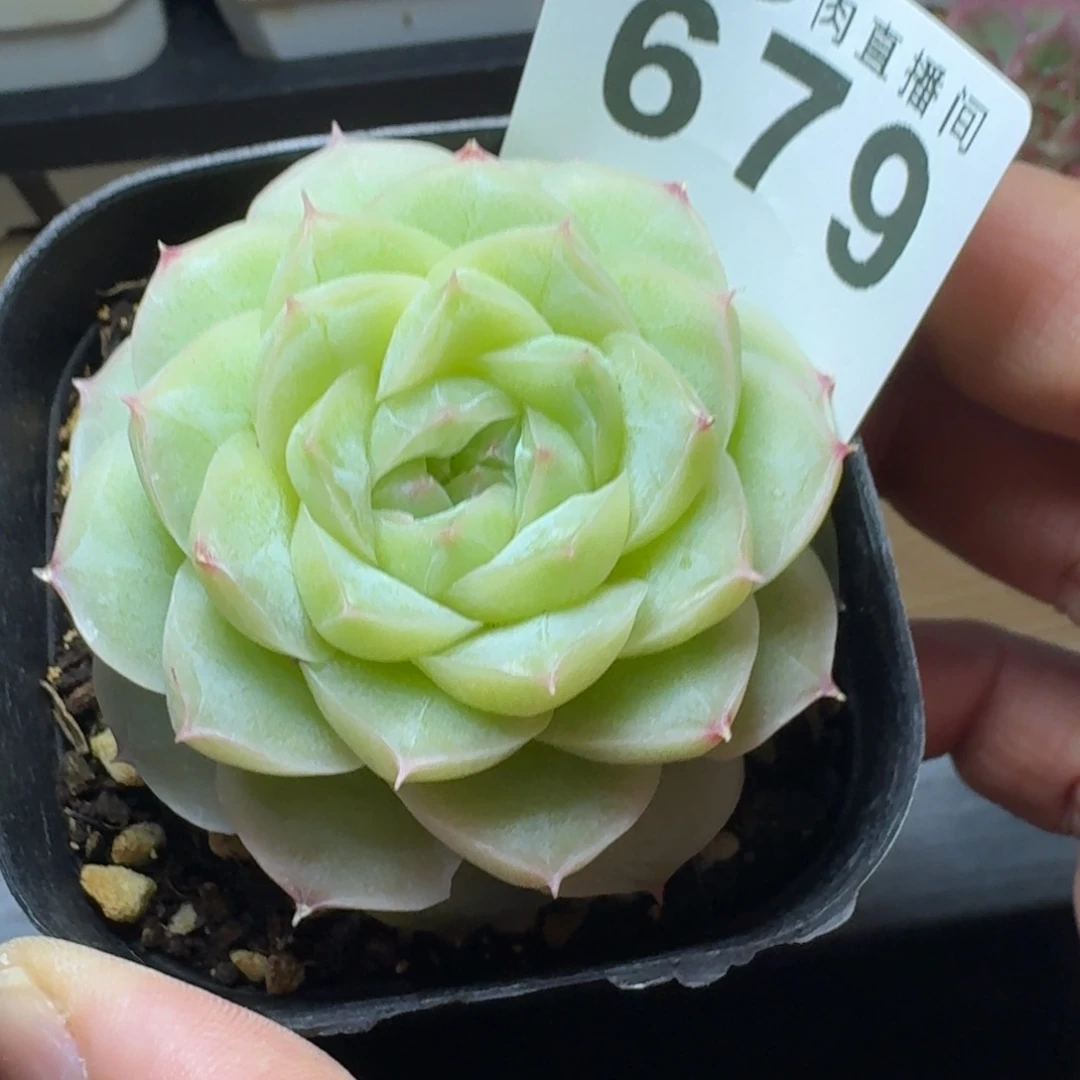 白宫        精美多肉植物
