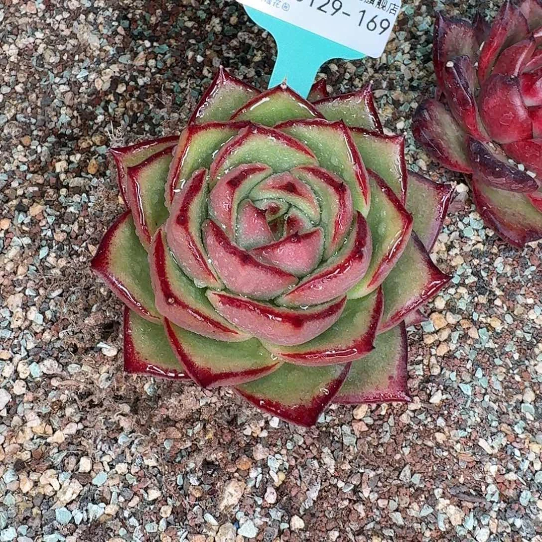 从前慢花园多肉0129-169