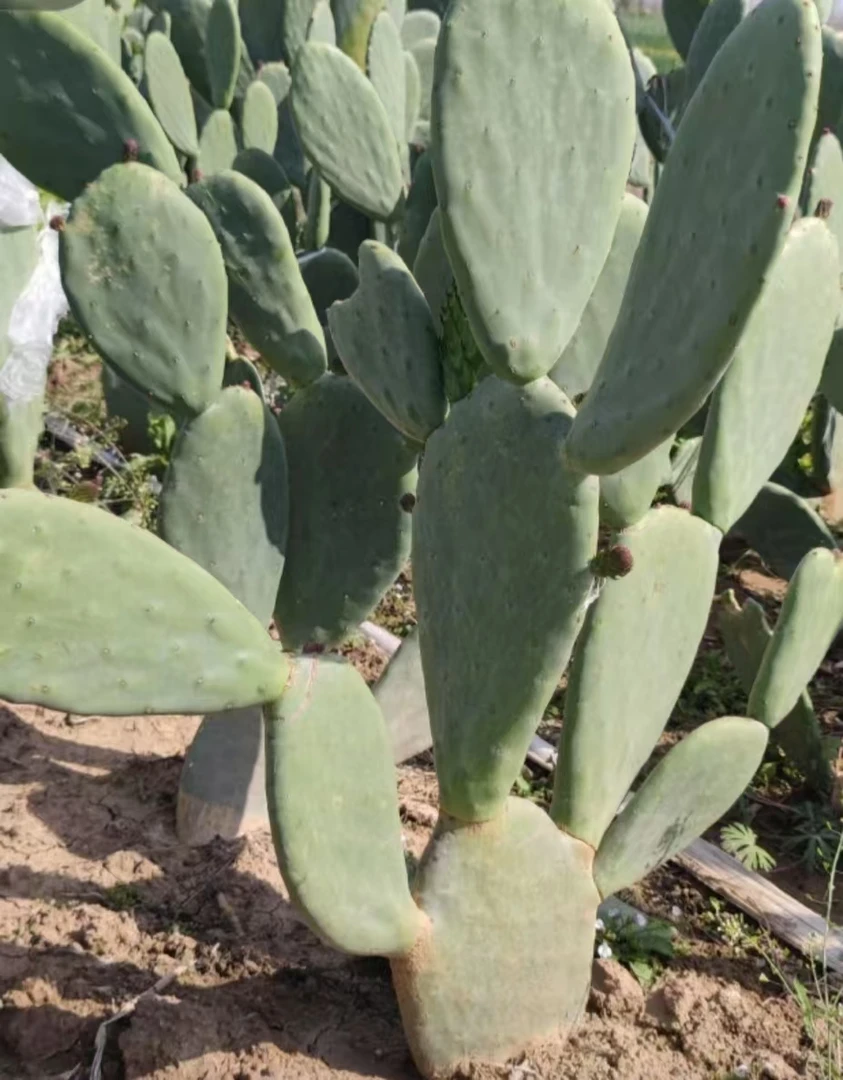 米邦塔仙人掌多肉植物盆栽美容外敷绿植