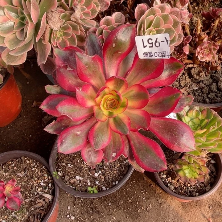 951烈焰多肉123446789