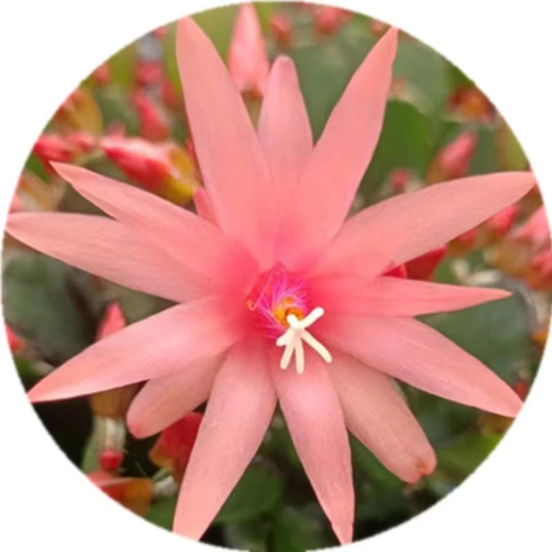 粉佳人假昙花仙指兰盆栽苗带根花卉室内阳台庭院观花植物组合