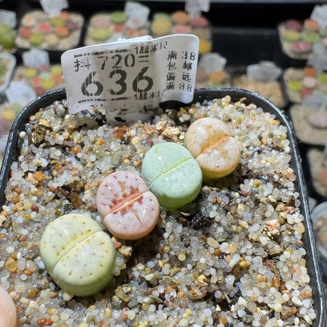 Sss精品清仓便宜636
