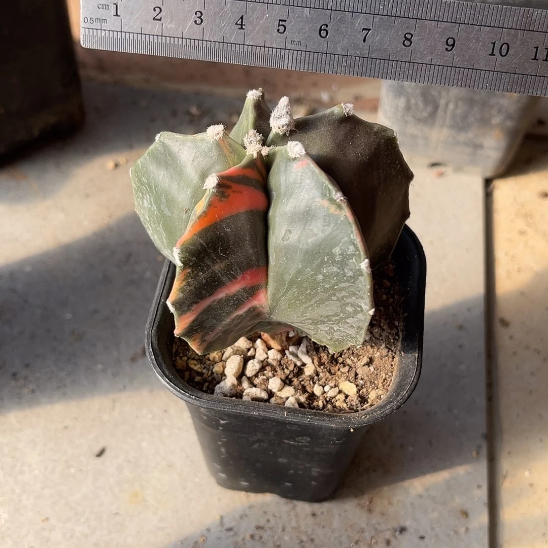 实生鸾凤玉锦一物一拍