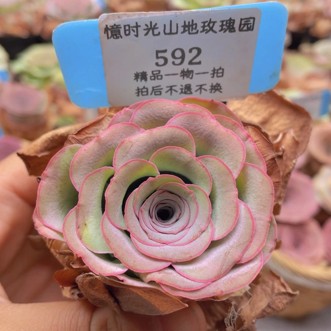 山地玫瑰592裸根发货不售后