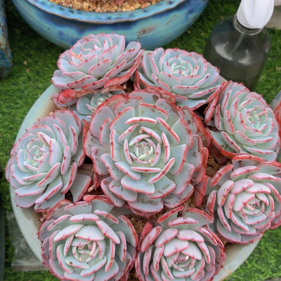 10多肉，劳伦斯多肉