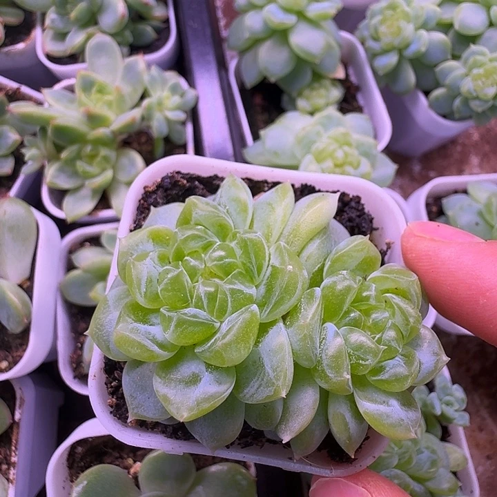 财富密码泼天双头福利