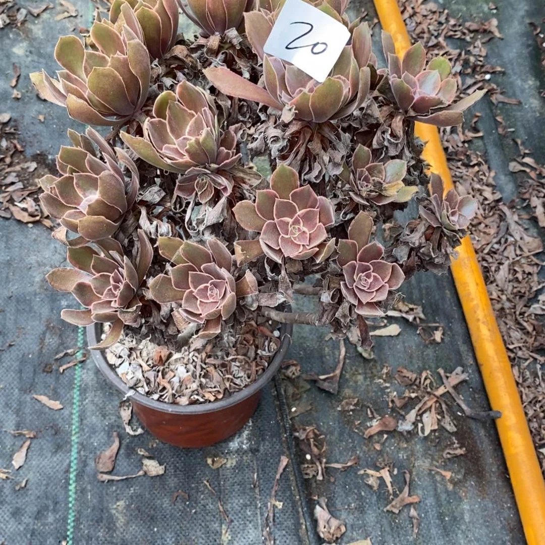 伊**?多肉植物组合拼盘20