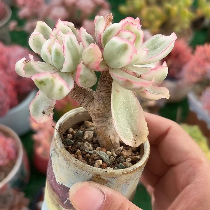 伯克利锦一颗 一物一拍