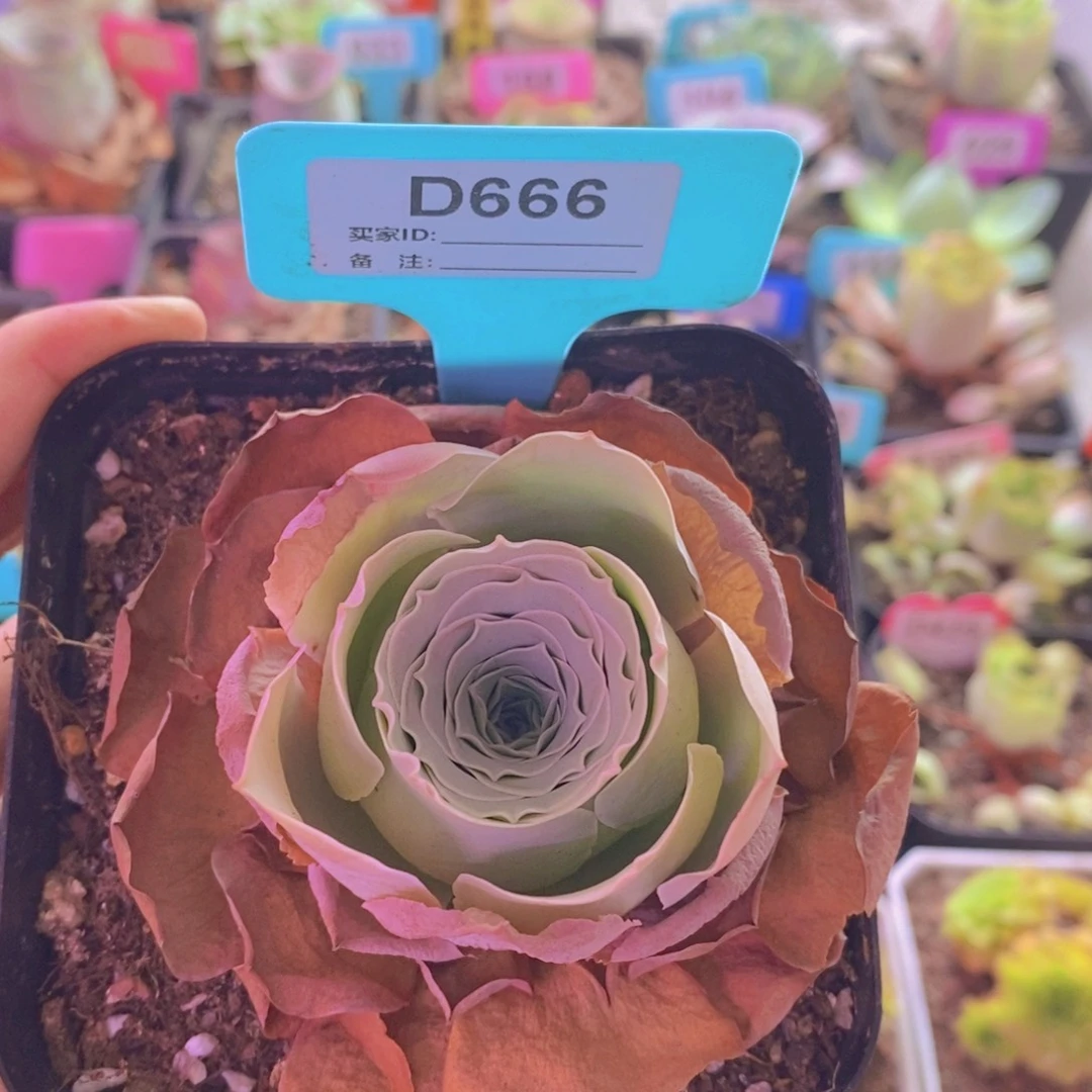 山地玫瑰一物一拍泡面蕾丝666