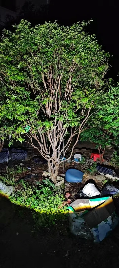 沙巴适合地栽盆栽花卉绿植庭院栽培 一物一拍