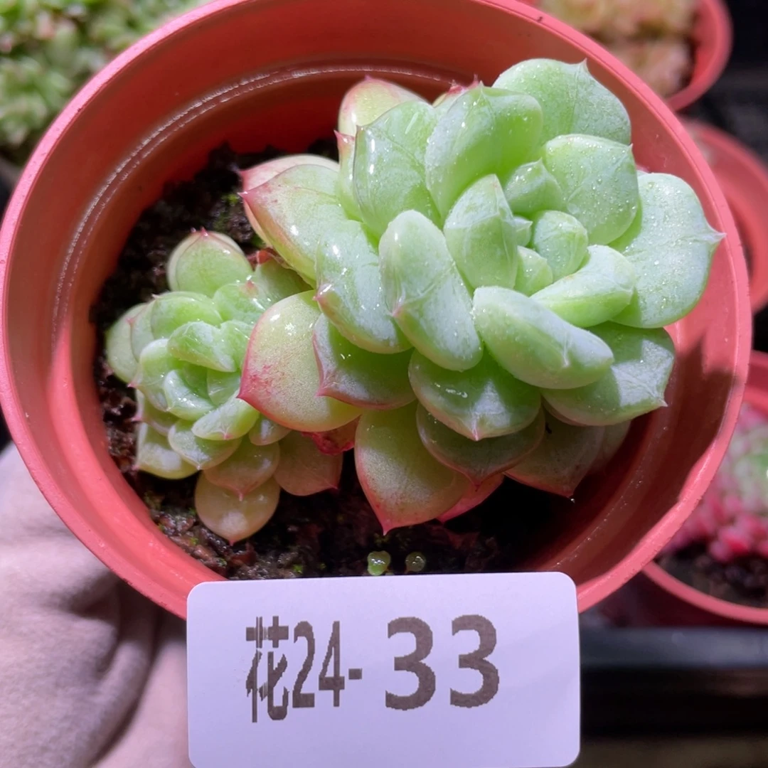 花利美24-33新品双头