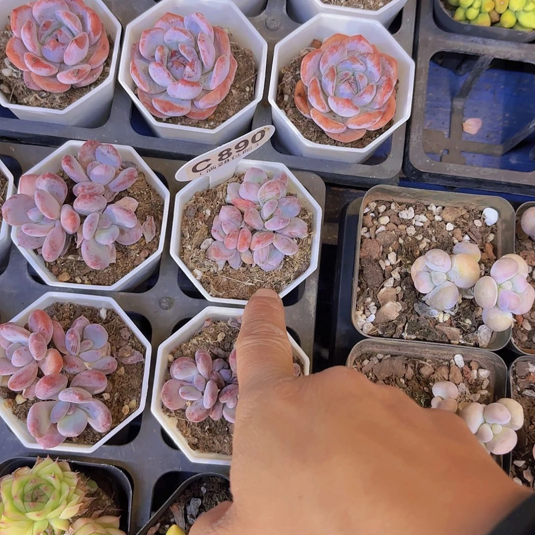 C890稻田姬奶酪杂交一物一拍