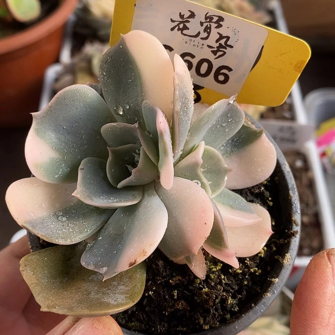 606双子座哈哈哈哈哈哈