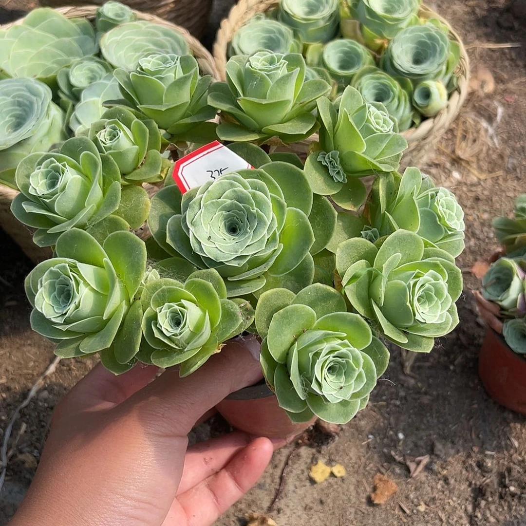 山地玫瑰不售后 325