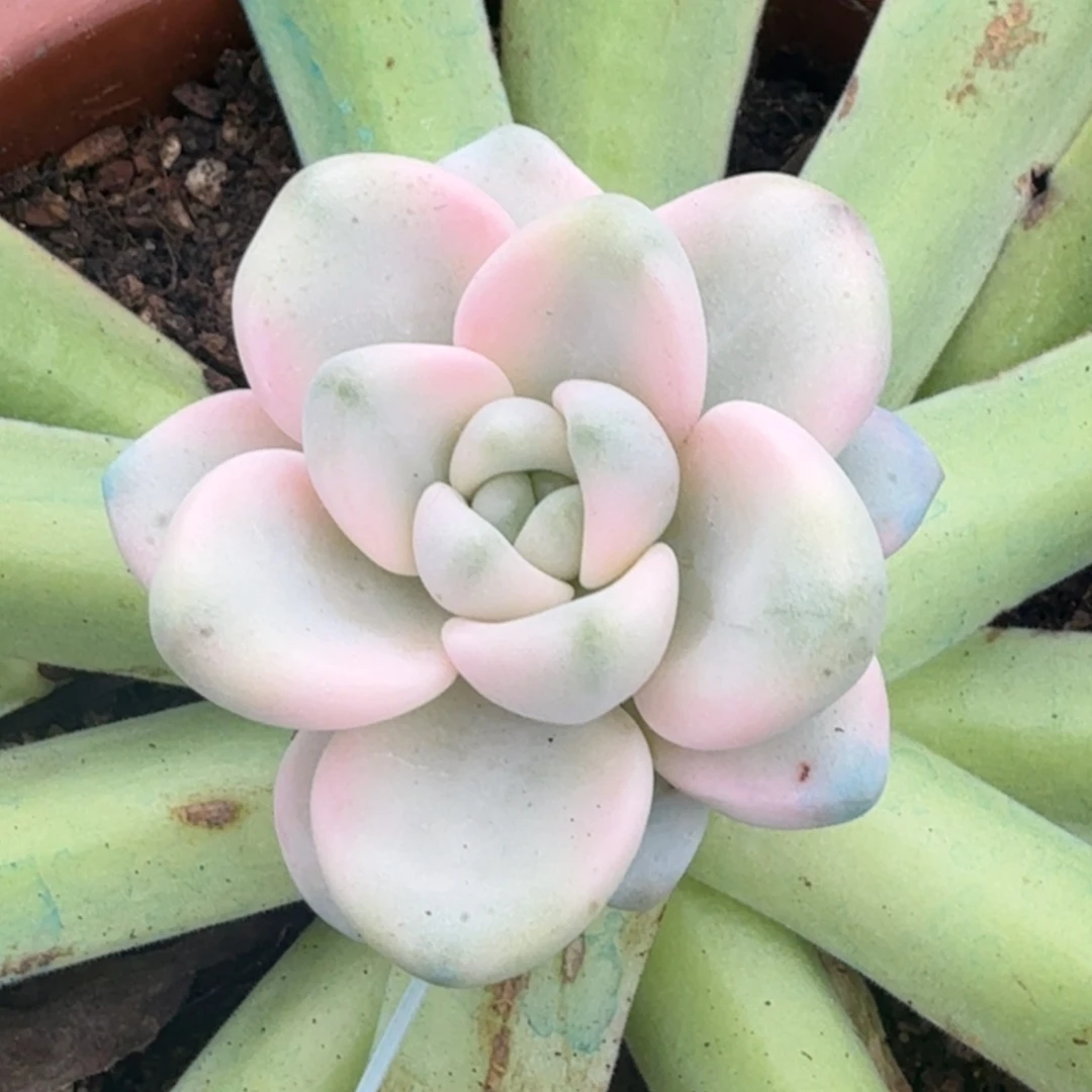 午间小福利花斑路锦