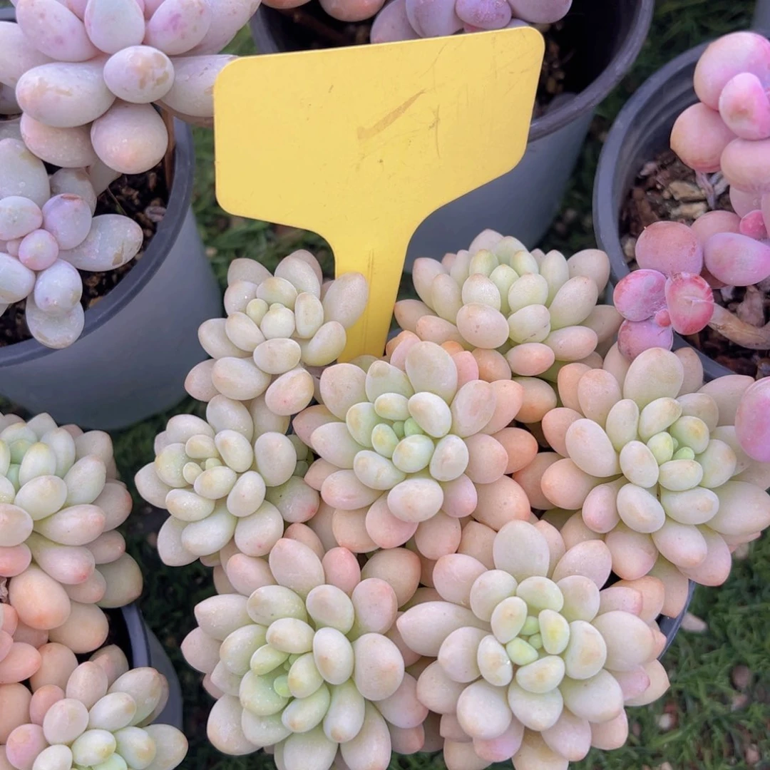 香玉的故事是一个人的故事吗