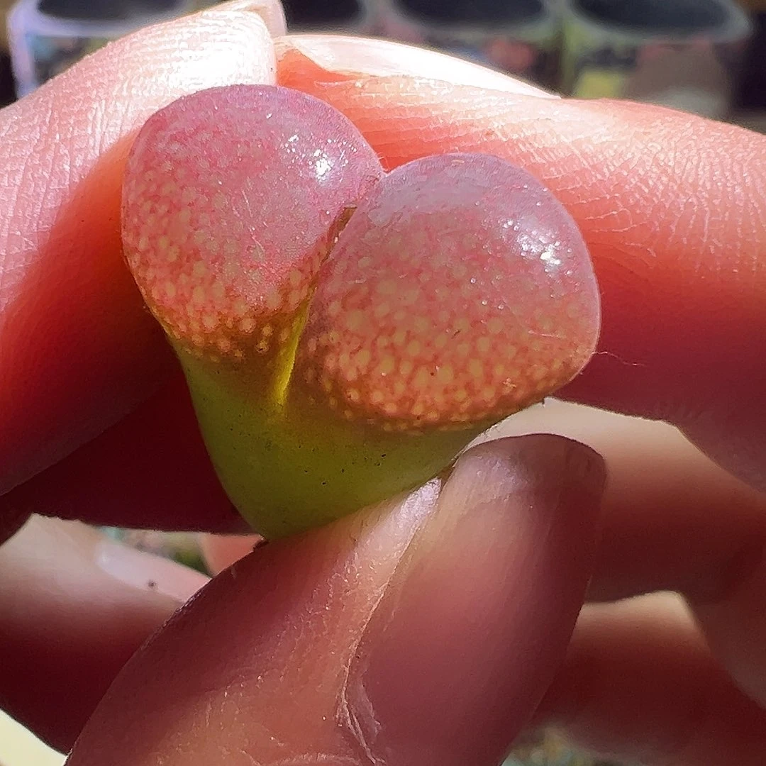 奶****葵哈哈哈。